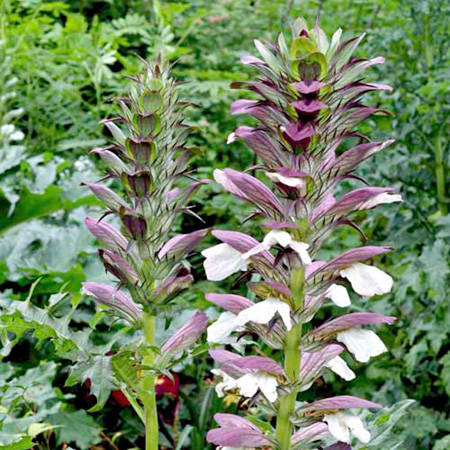 Unbranded Acanthus Mollis Pack of 3 Bare Roots