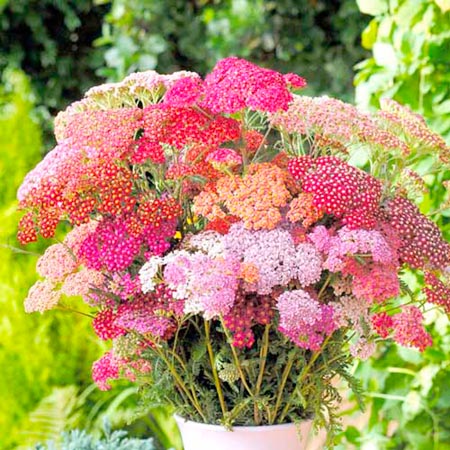 Unbranded Achillea Flowerburst Red Shades Plants Pack of