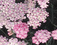 Unbranded Achillea Plant - Wonderful Wampee