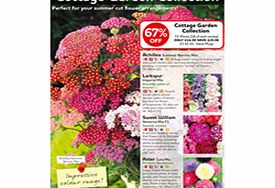 Unbranded Achillea Plants - Summer Berries Mixed