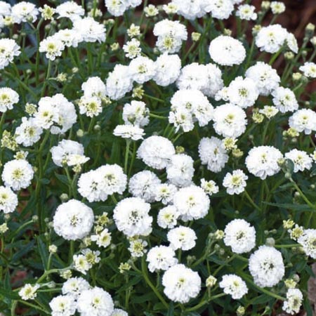 Unbranded Achillea Ptarmica Noblessa Plants Pack of 16 Pot