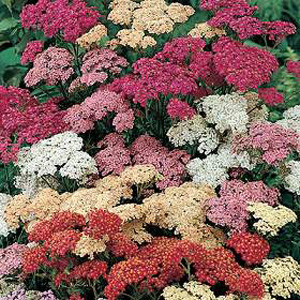 Unbranded Achillea Summer Pastels Mixed Seeds