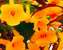 Unbranded Achimenes Plant - Yellow Beauty