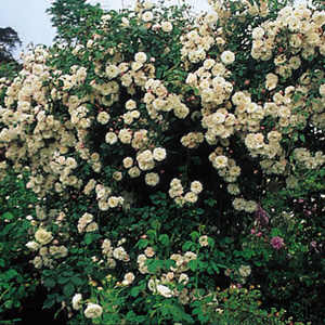 Unbranded Adelaide dOrlans - Climbing Rose
