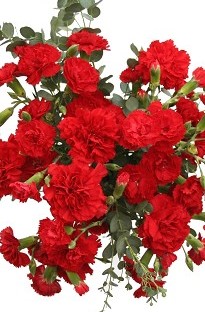 Show your admiration for someone special with this great value bouquet! Includes 5 red carnations, 7