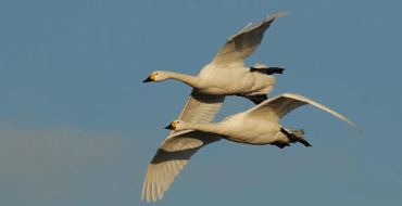 Unbranded Adopt a Bird