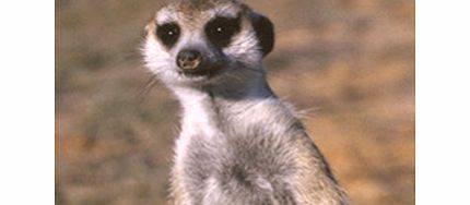 Unbranded Adopt a Meercat including Tickets to Paradise