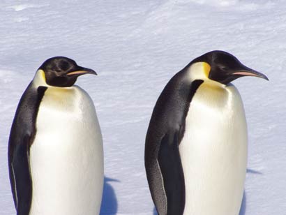 Unbranded Adopt a Penguin Pack