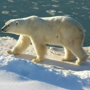 Unbranded Adopt A Polar Bear Gift Pack