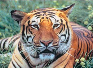 Help protect these fascinating and beautiful creatures in years to come with a WWF adoption.