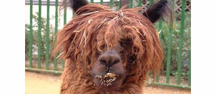 Unbranded Adopt an Alpaca with tickets to Paradise