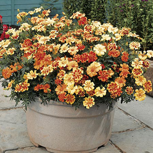 Unbranded African Marigold Single Mix Seeds