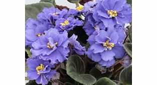 Unbranded African Violet Plant - Delft
