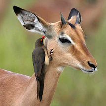 Afternoon Kruger National Park Game Drive - Adult