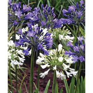 Unbranded Agapanthus African Surf Bulbs