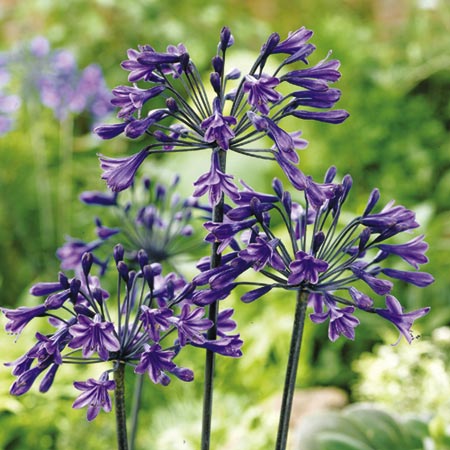 Unbranded Agapanthus Back in Black Pack of 1 Bare Root