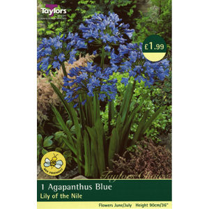 Unbranded Agapanthus Blue Lily of the Nile Bulb