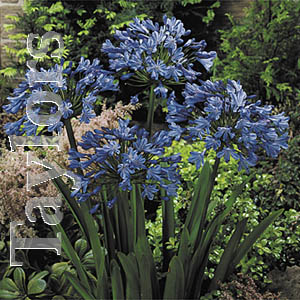 Unbranded Agapanthus Blue Lily of the Nile Bulbs