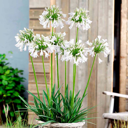 Unbranded Agapanthus Silver Lining Plants