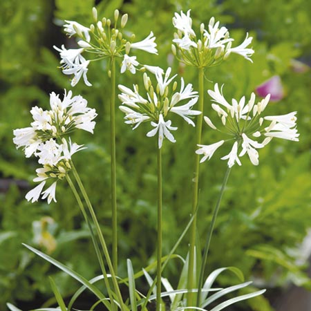 Unbranded Agapanthus Snow White Seeds 10 Seeds
