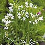 Unbranded Agapanthus Snow White Seeds 418088.htm