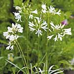 Unbranded Agapanthus Snow White Seeds