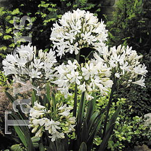 Unbranded Agapanthus White Lily of the Nile Bulb