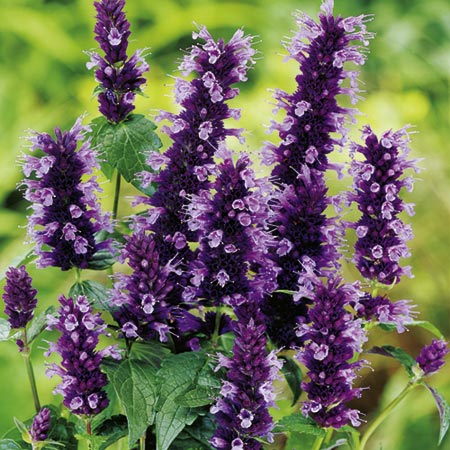 Unbranded Agastache Black Adder Plants Pack of 3 Pot Ready