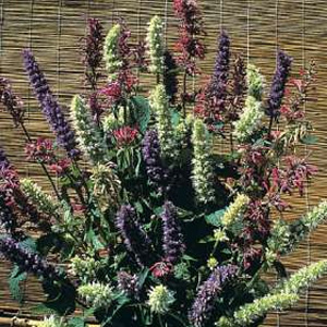 Unbranded Agastache Fragrant Mixed Seeds