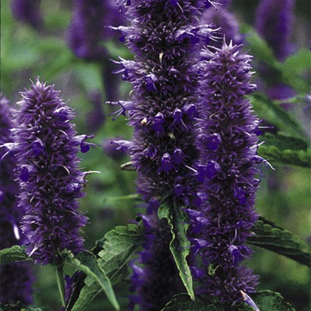 Unbranded Agastache Liquorice Blue Seeds Average seeds 90