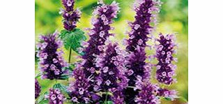 Unbranded Agastache Plant - Black Adder