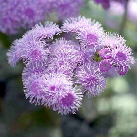 Unbranded Ageratum Blue Horizon F1 Plants Pack of 16 Pot