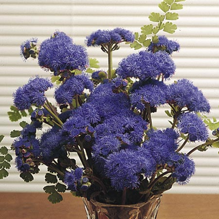 Unbranded Ageratum Blue Horizon F1 Seeds (Floss Flower)