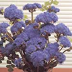 Weather resistant blooms of purplish-blue are borne in profusion in clusters on strong  vigorous ste