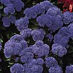 Unbranded Ageratum Blue Mink Seeds 418056.htm
