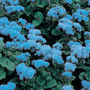 A most reliable variety with very large flower trusses of bright azure-blue. Plants remain neat and 