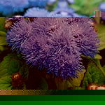 Unbranded Ageratum Blue Mist F1 Easiplants