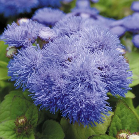 Unbranded Ageratum Blue Mist F1 Plants Pack of 30 Garden