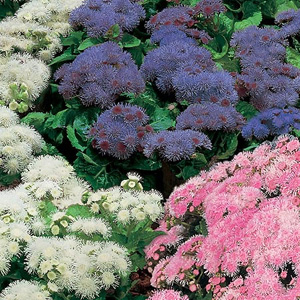 Unbranded Ageratum Hawaii Mix F1 Seeds