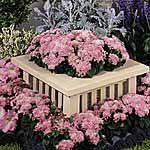 Unbranded Ageratum Hawaii Shell Pink F1 Seeds 418013.htm