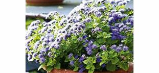 Unbranded Ageratum Plants - F1 Blue Haze