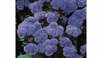 Unbranded Ageratum Seeds - Blue Mink