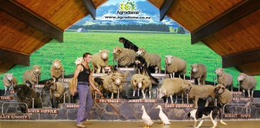 Unbranded Agrodome Sheep Show