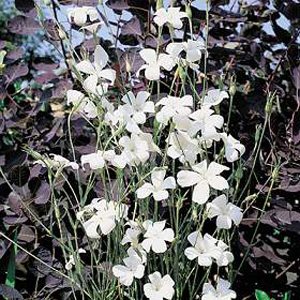 A really unusual and easy to grow annual. The tall erect plants have lots of extra large  pure white