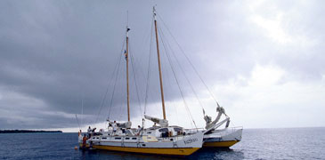 Unbranded Akaroa   Banks Peninsula   Swim with the Dolphins