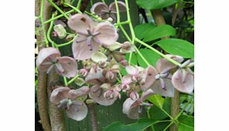 Unbranded Akebia Plant - Quinata