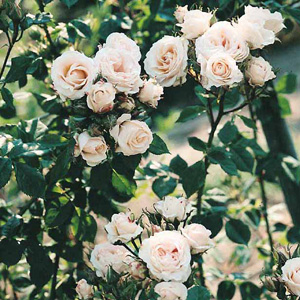 Unbranded Alberic Barbier - Climbing Rose