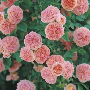 Unbranded Alchymist - Climbing Rose (pre-order now)