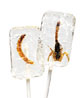 Alcoholix Lolly(Offer 1 Scorpion/1 Worm)