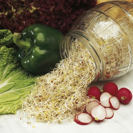 Unbranded Alfalfa seeds (Sprouting Salad) 120g (4.23oz)